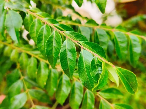 Curry-Leaves-Plant-looks-absolutely-stunning_0_1200