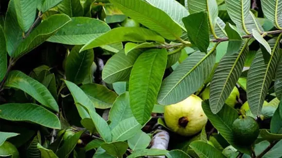 guava-leaves.1.1608059