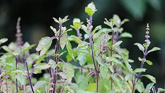 krishnathulasi.1.2696189