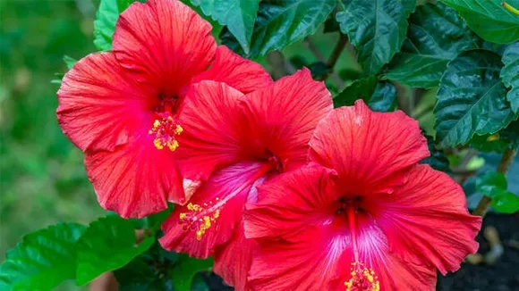 hibiscus.1.2871598