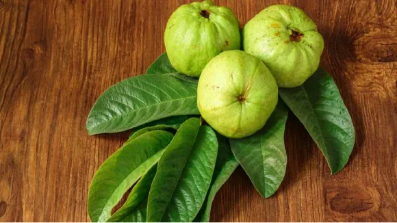 guava-leaf-1