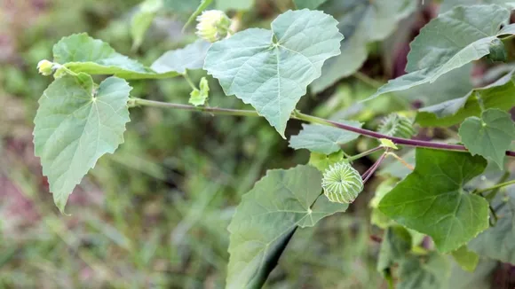 Abutilon indicum