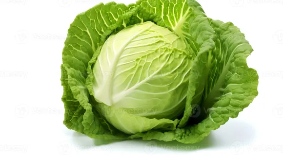 of-cabbage-isolated-on-white-background-photo