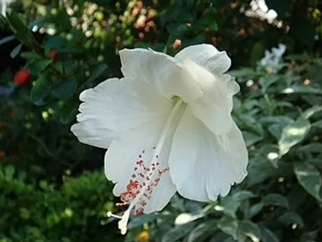 വെള്ളച്ചെമ്പരത്തി