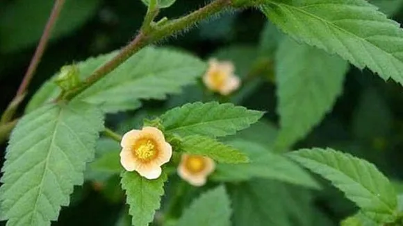 kurumthotti.1.1916103