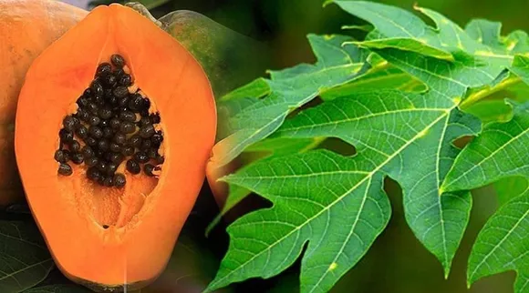 papaya