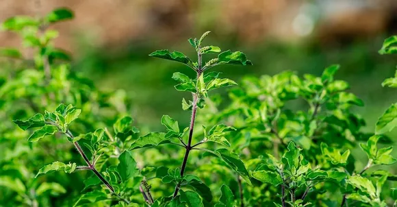 tulsi-vivah-planting-for-prosperity