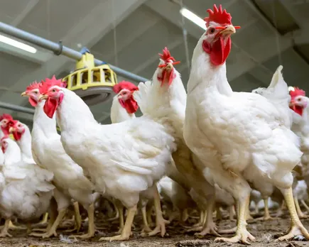 chicken price hike-2