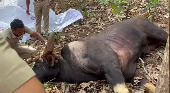 wild animal found dead