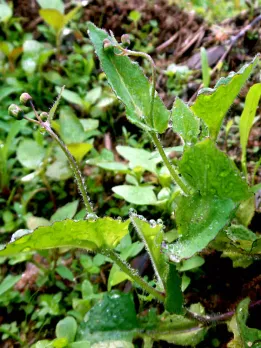 emilia-sonchifolia-1