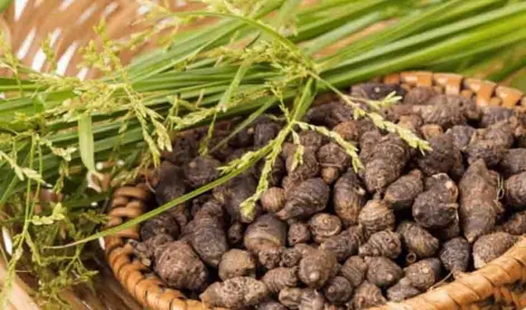 muthanga plant uses in malayalam