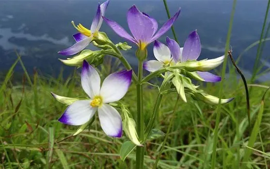 kannanthaly-e169347747864354433