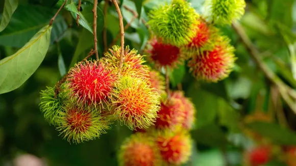 rambutan-tree