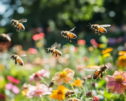 bees in garden