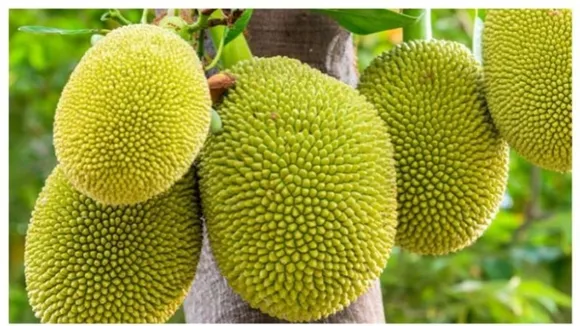 w-1280,h-720,imgid-01j2gqq9zbhjwf9j98t97tahwf,imgname-mixcollage-11-jul-2024-04-38-pm-1722