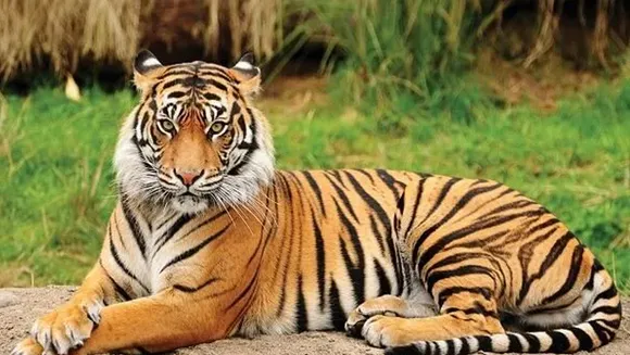 tiger-3.jpg