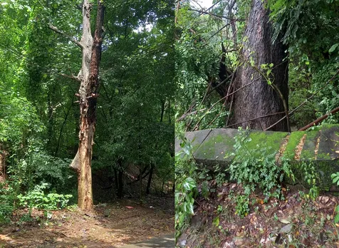 dangerous tree and collapsed wall