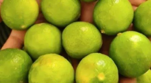 lemon Uuntitled.jpg