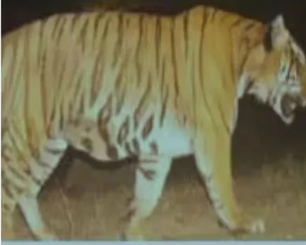 tiger catch.jpg