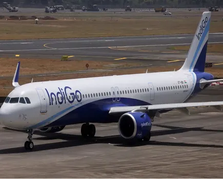 indigo bird