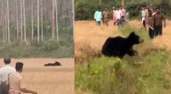 bear