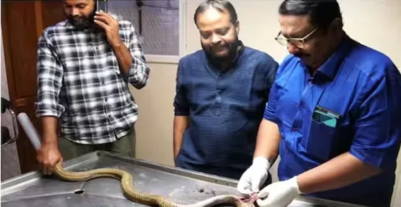 cobra