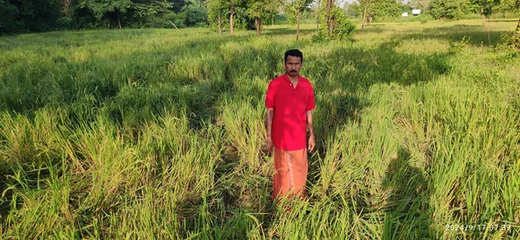paddy field collapsed