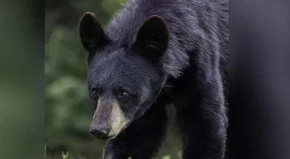 bear