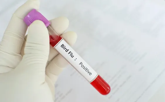 bird flu1