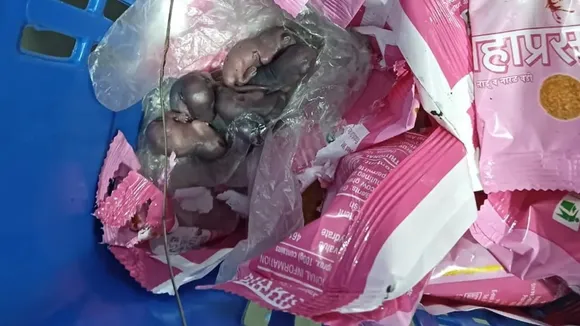 rat Untitledrat
