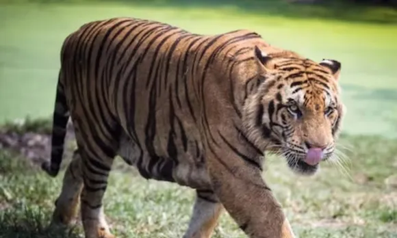 tigermmmm.jpg