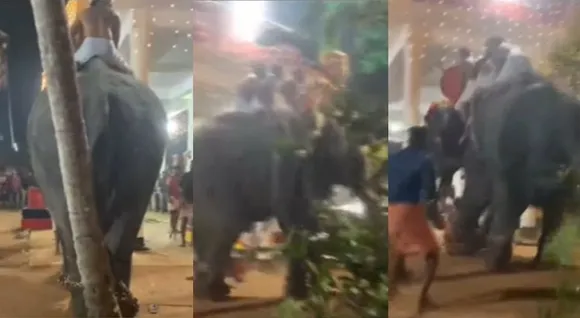 Elephant-attack-during-Kozhikode-temple-festival.jpg
