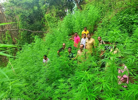 canaby plants seased palakkad 