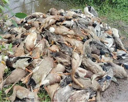 bird flu changanassery.jpg