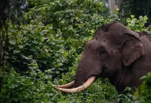 wil elephan
