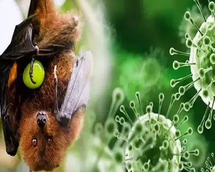 nipah malappuram