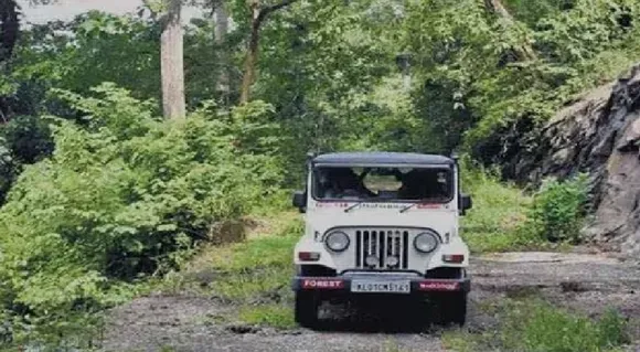 forest