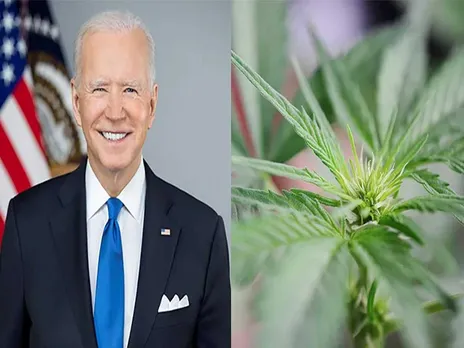 cannabis biden.jpg