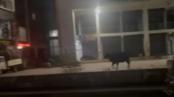buffalo