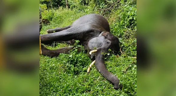IDUKKI-ELEPHANT