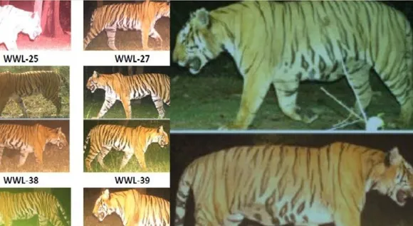 tiger