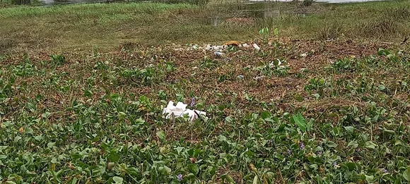 mukai river bridge-2
