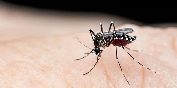 dengue fever