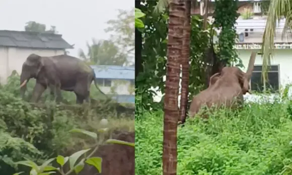2090520-elephant-8978978a.webp