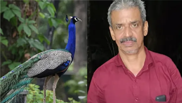 peacock Untitledrain