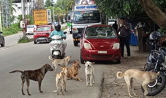 srreet dogs
