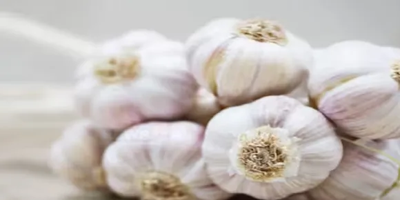 garlic