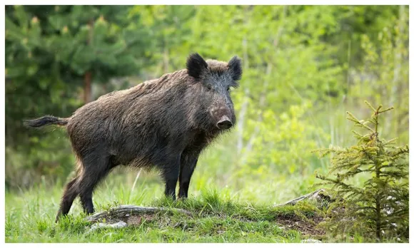 4-09a6bea95a8a_pig.jpg