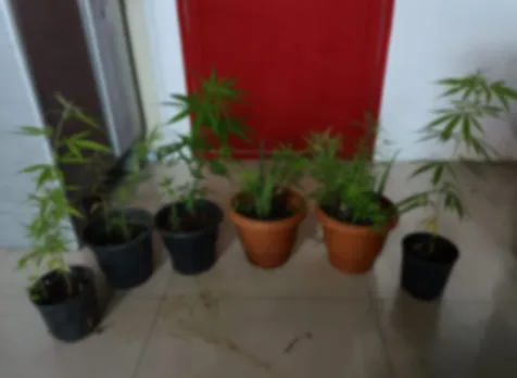 canaby seased palakkad-7