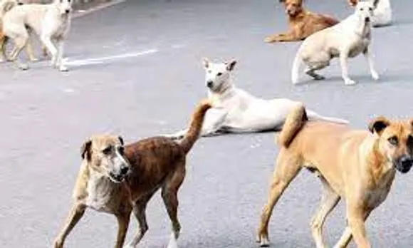 street dogs1